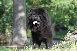 CHOW CHOW 370